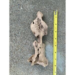 Ohio River Driftwood 7"x3"x2" (Spinal Vertebrae Shape)